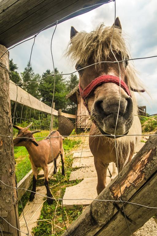 Pieninskie Herbarium Dobre Samopoczucie, Wellness, Mini Zoo, Poczujesz Folklor Pienin Grywald Exterior foto